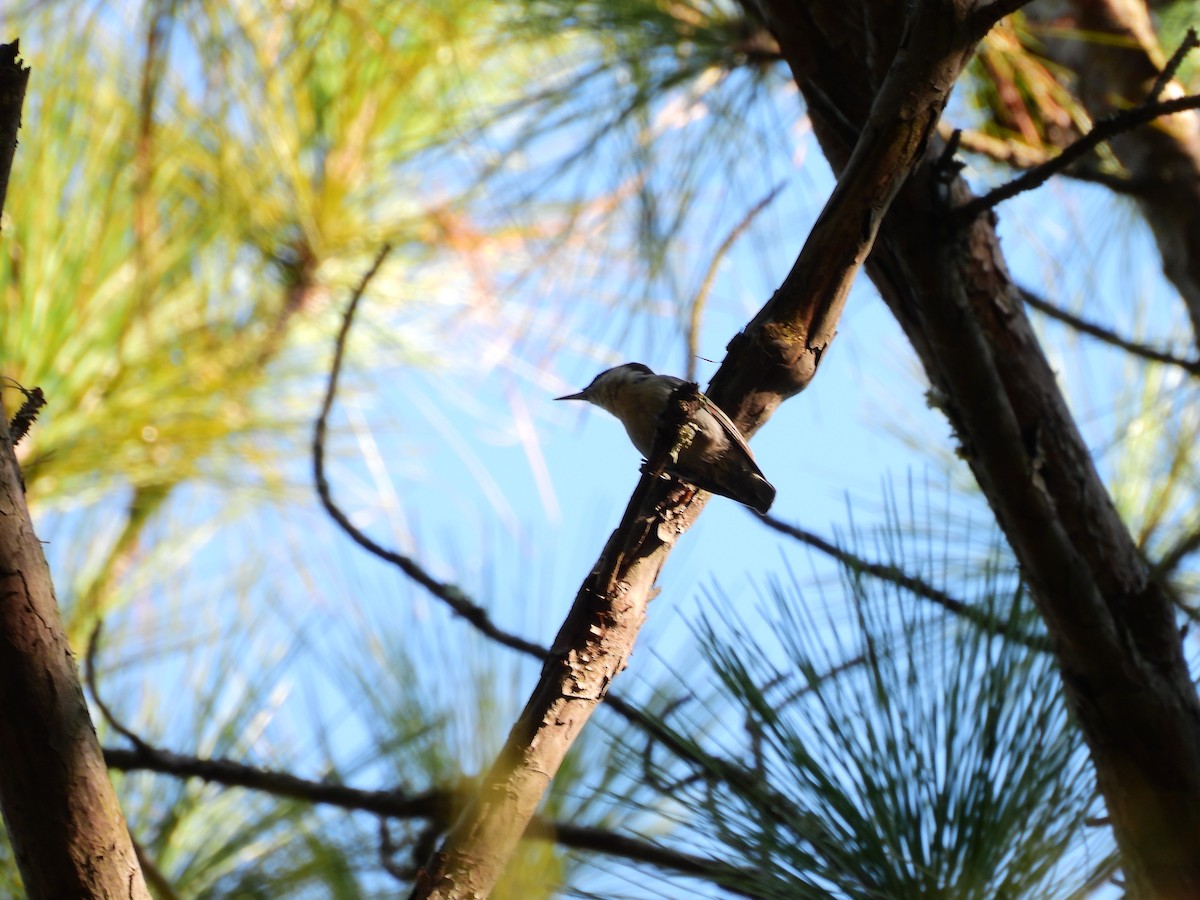 Brown-headed Nuthatch - ML641833193