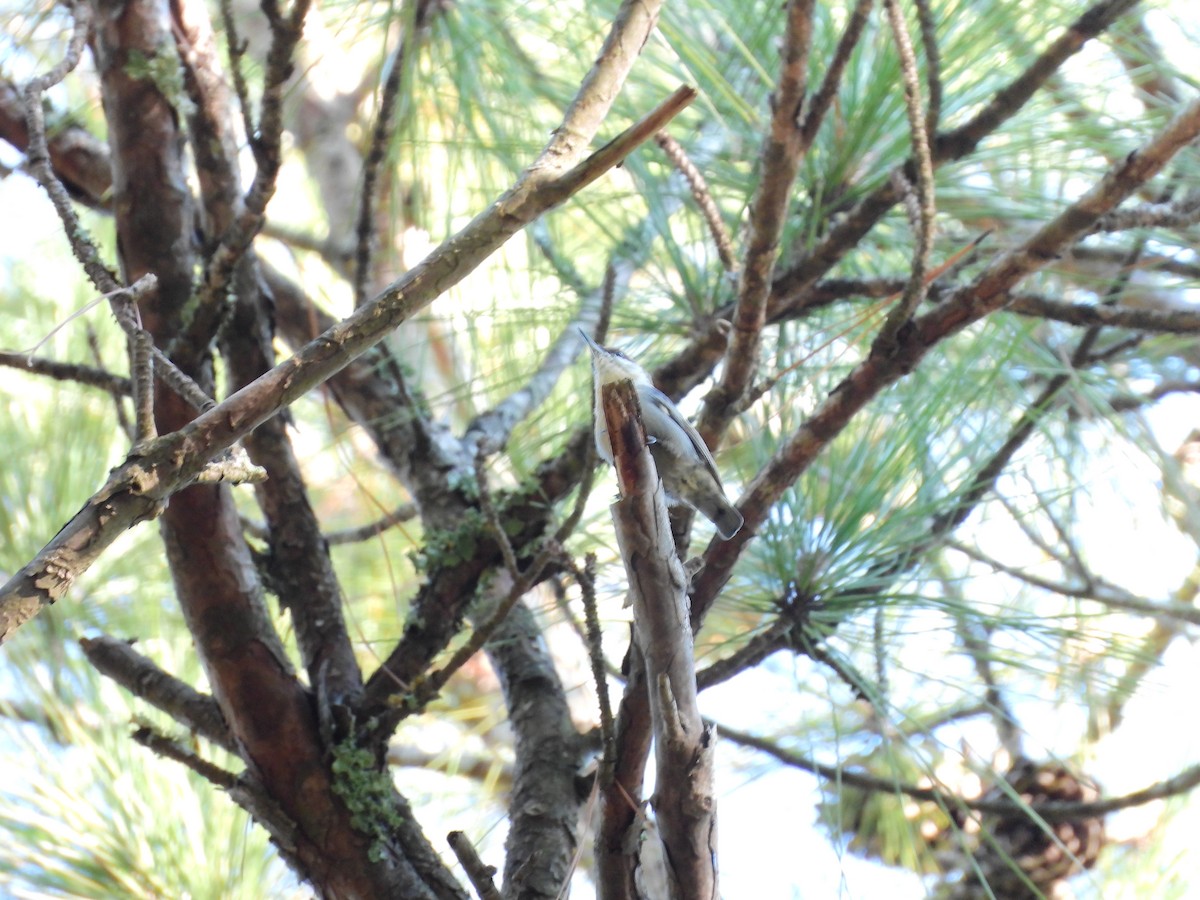 Brown-headed Nuthatch - ML641833194