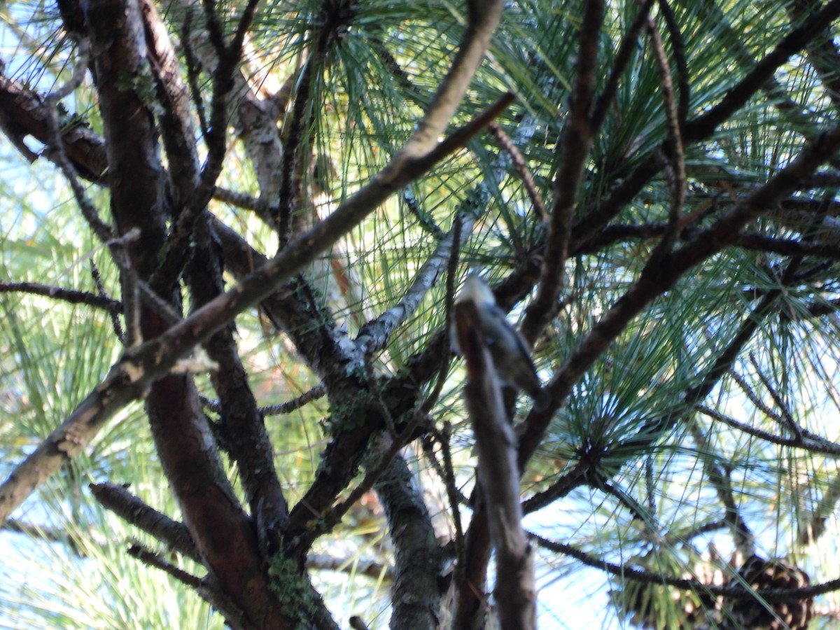 Brown-headed Nuthatch - ML641833195