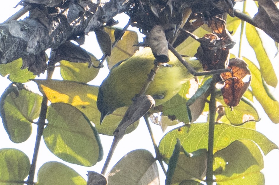 Collared Sunbird - ML641833196