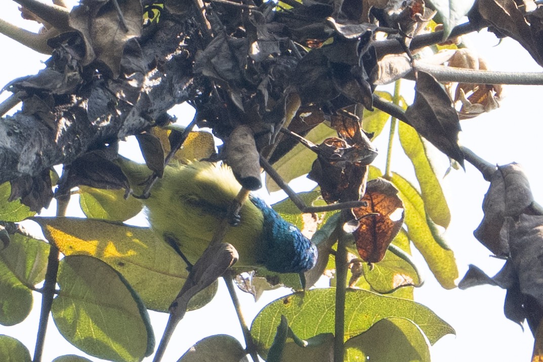 Collared Sunbird - ML641833200