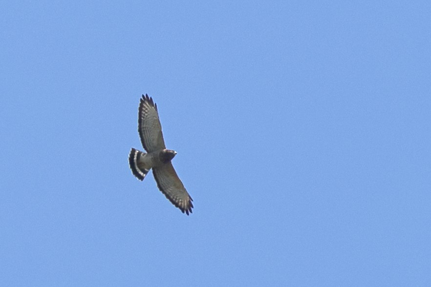 Broad-winged Hawk - ML641833218