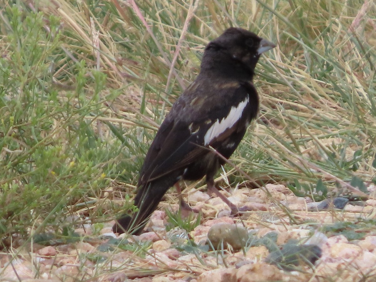 Lark Bunting - ML641833223