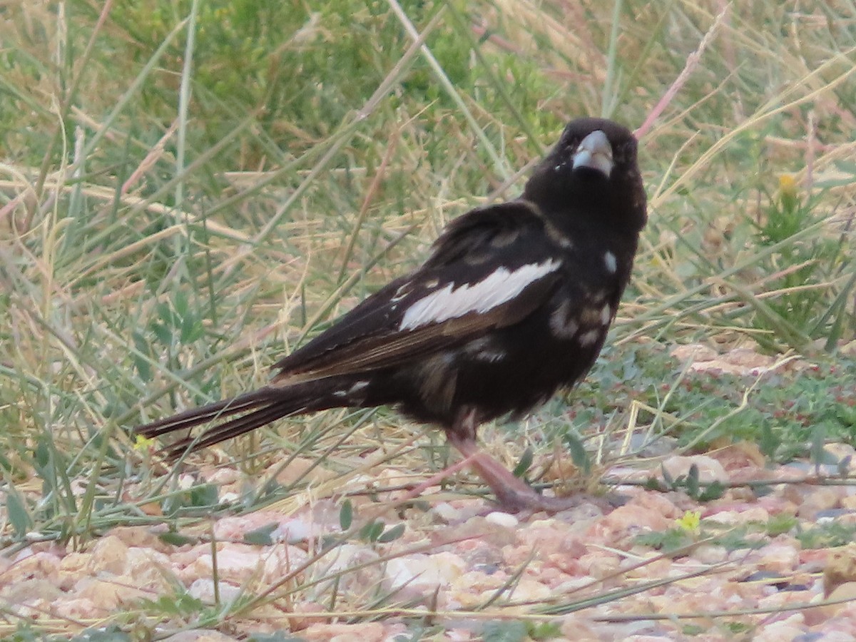 Lark Bunting - ML641833224