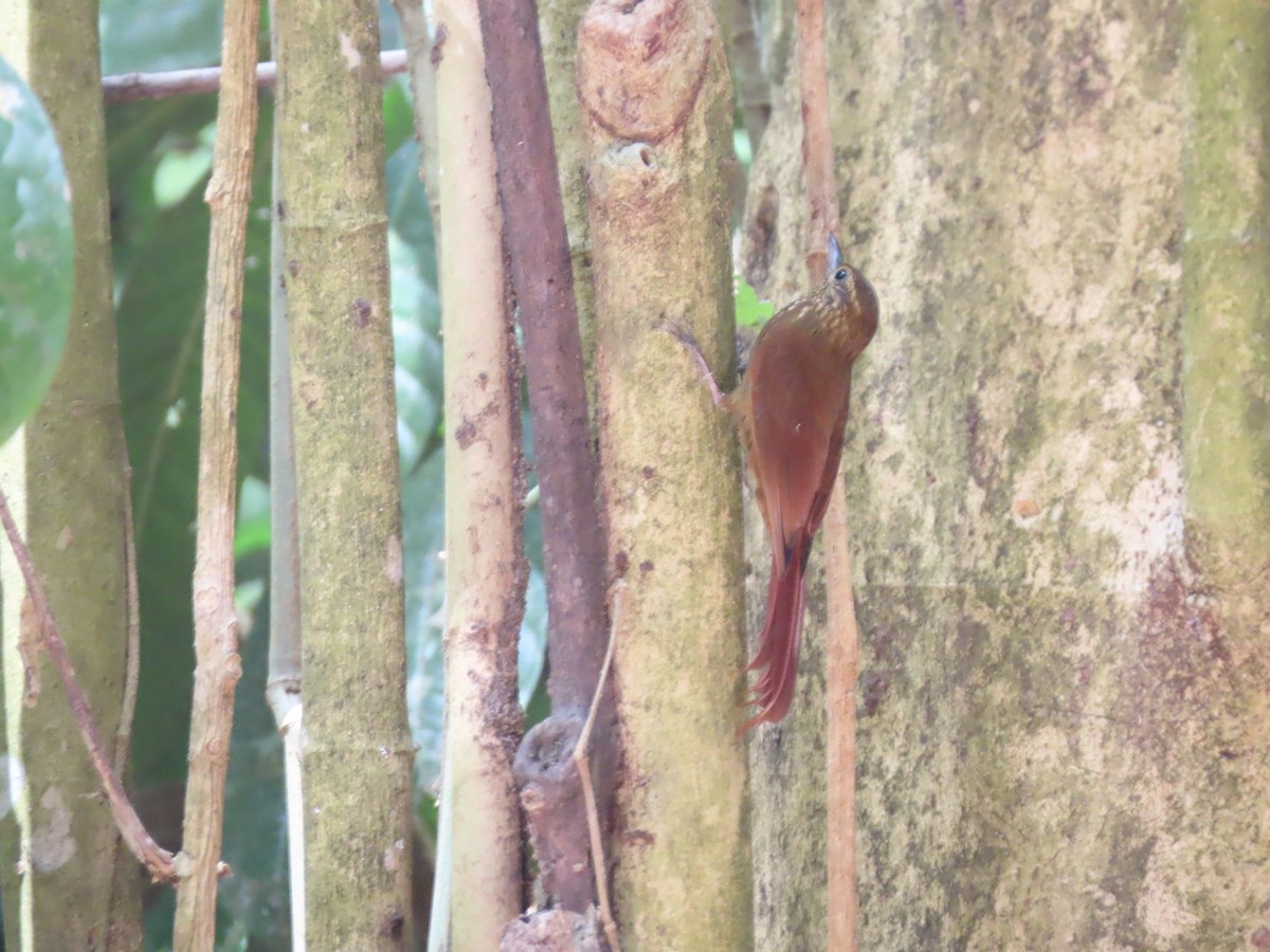 Wedge-billed Woodcreeper - ML641833229