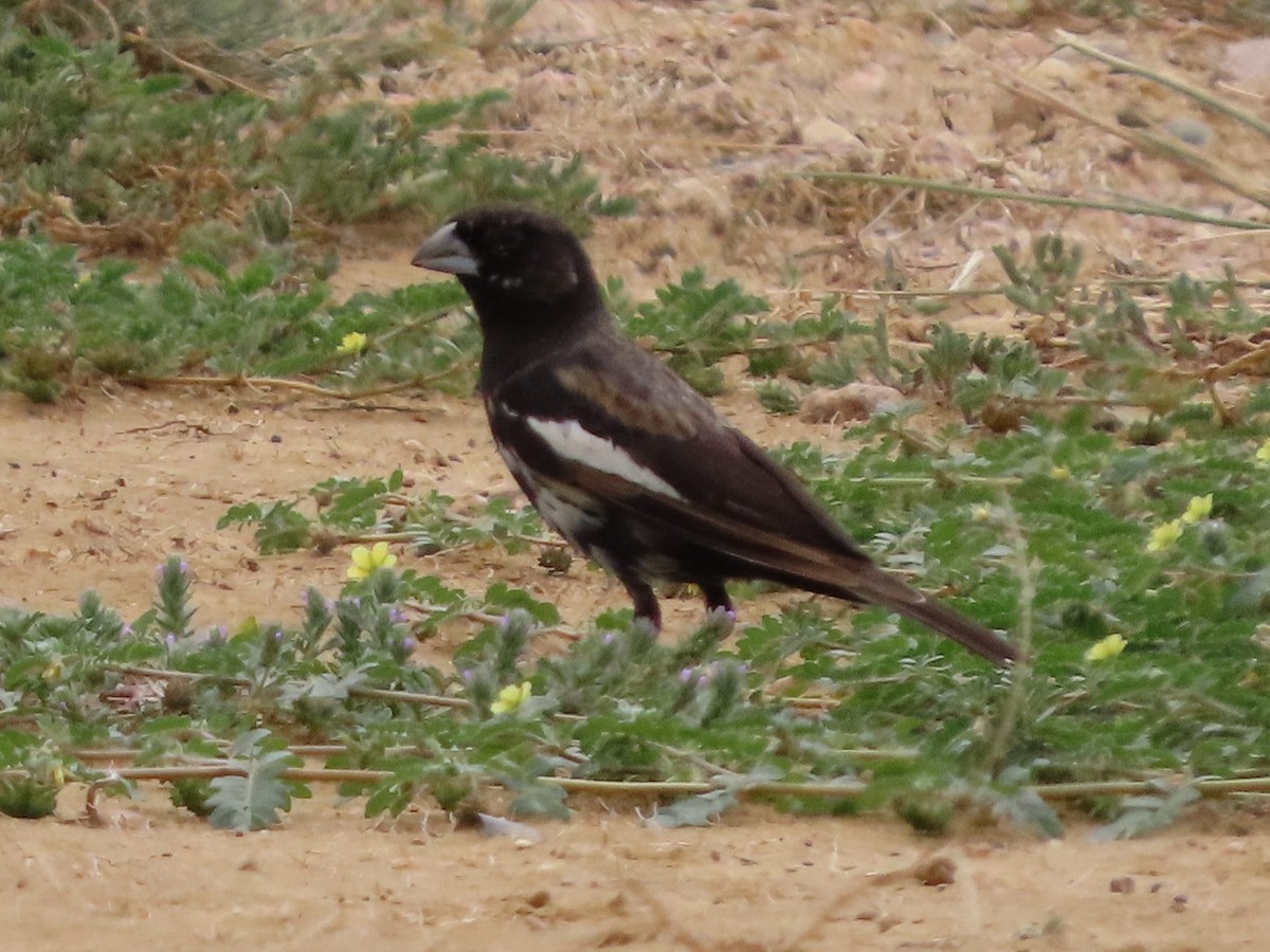 Lark Bunting - ML641833236