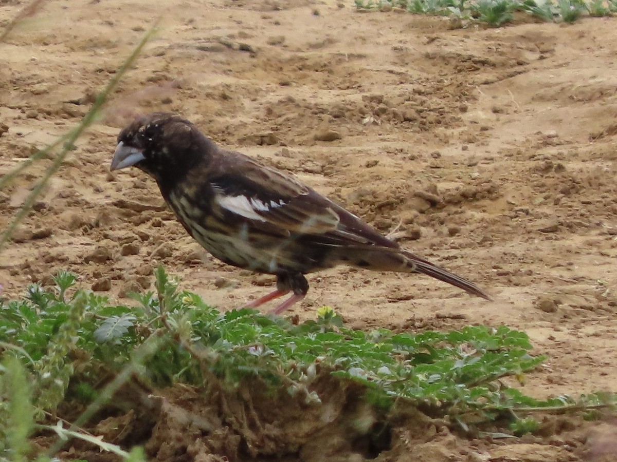Lark Bunting - ML641833237