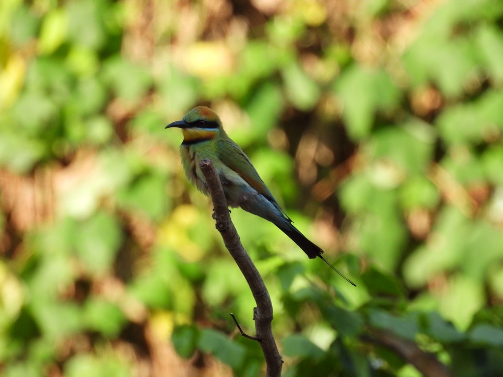 Rainbow Bee-eater - ML641833240