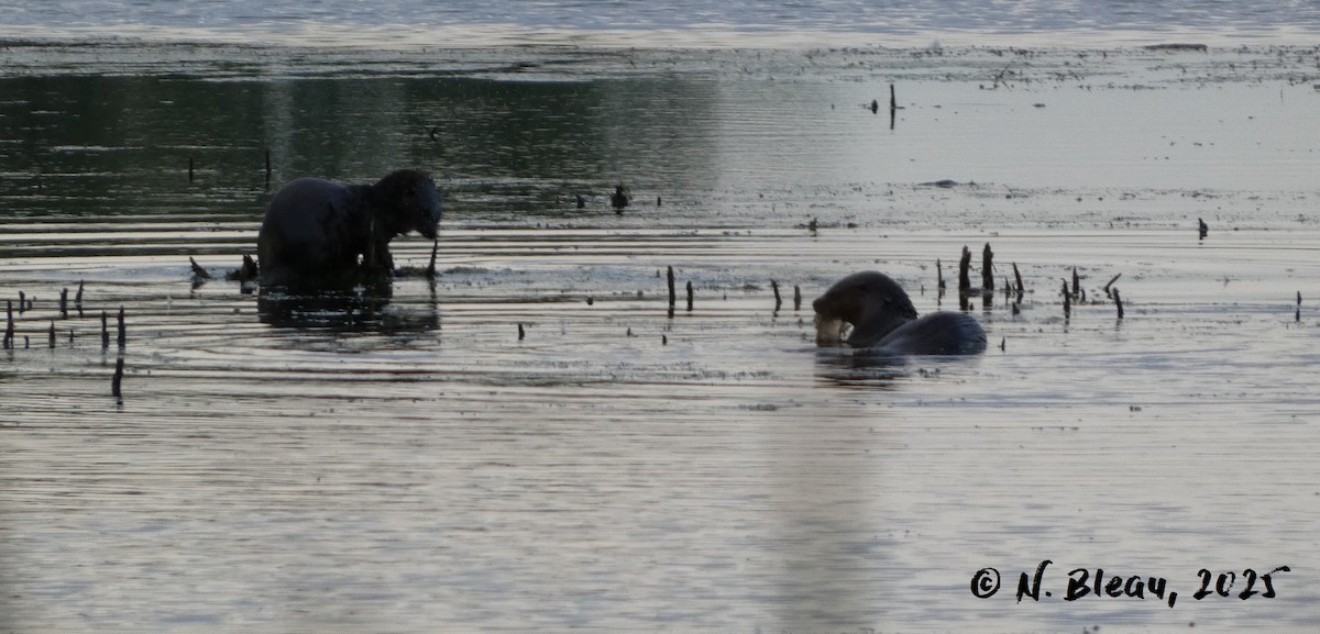 Animals - ML641833241