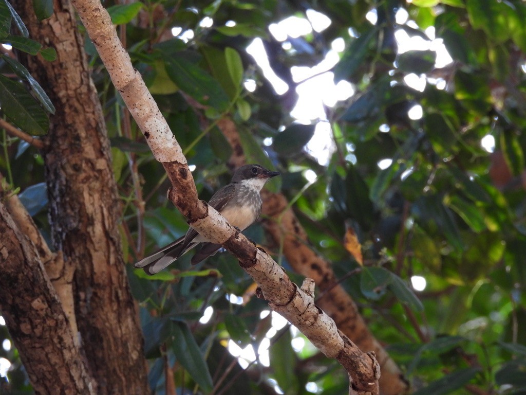 Northern Fantail - ML641833242