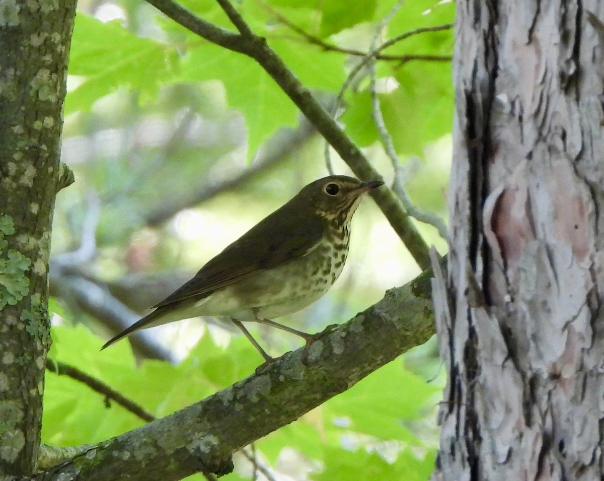 Swainson's Thrush - ML641833244