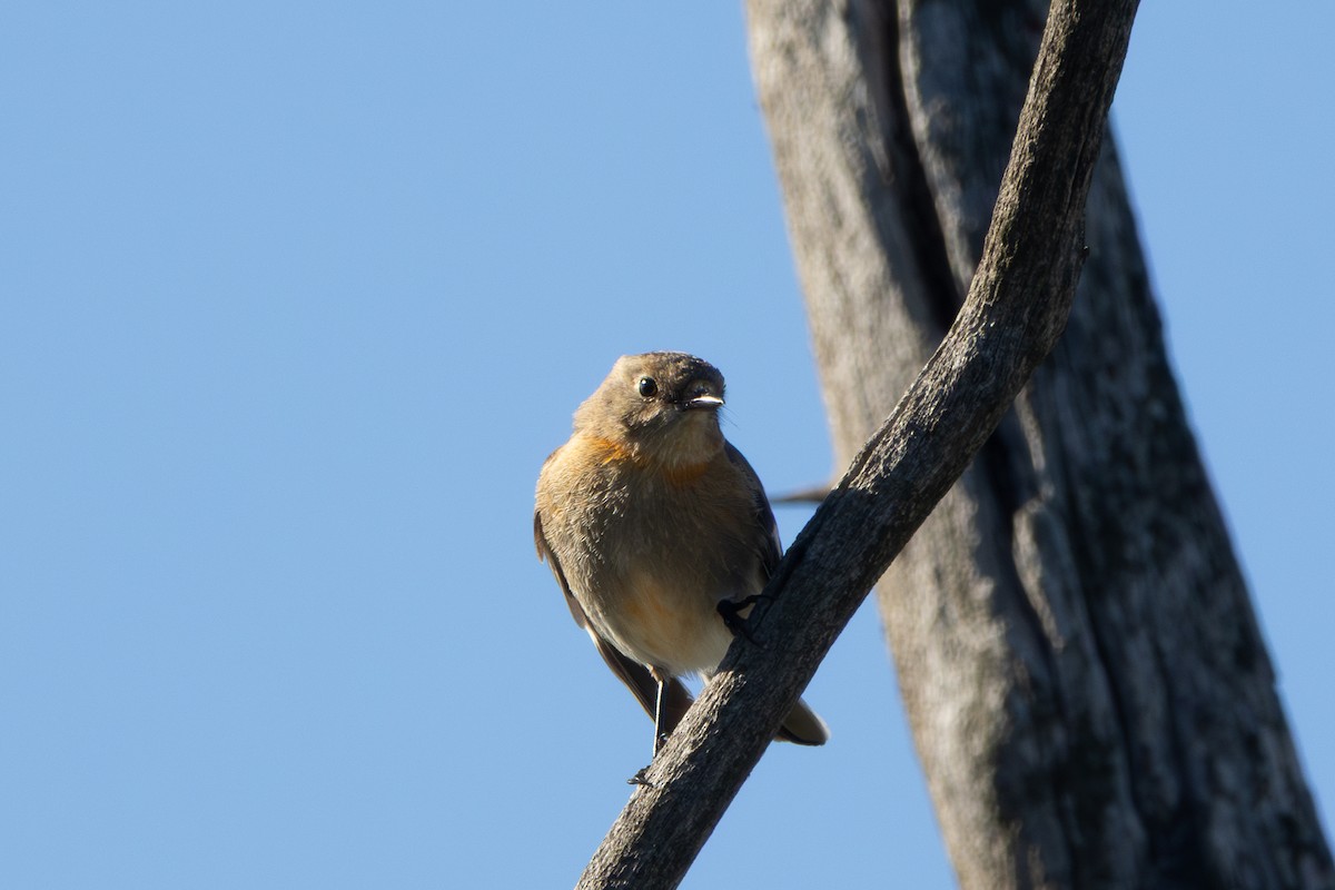 Flame Robin - ML641833245