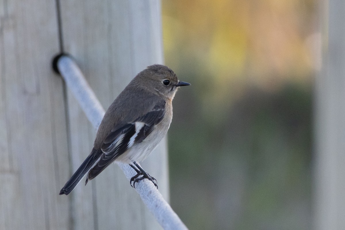 Flame Robin - ML641833246