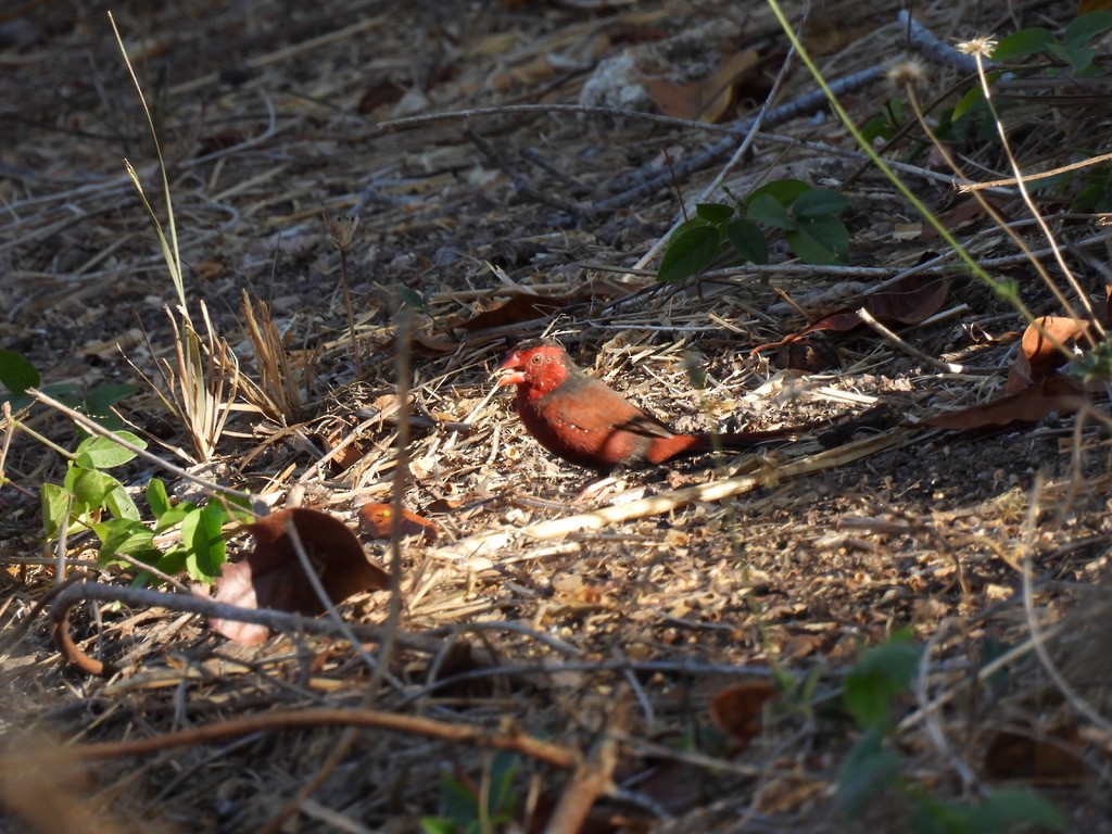 Crimson Finch - ML641833247
