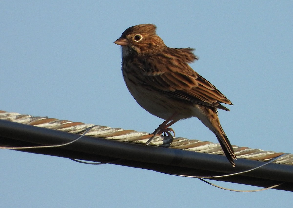 Vesper Sparrow - ML641833248