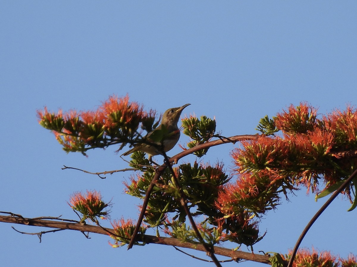 Brown Honeyeater - ML641833256