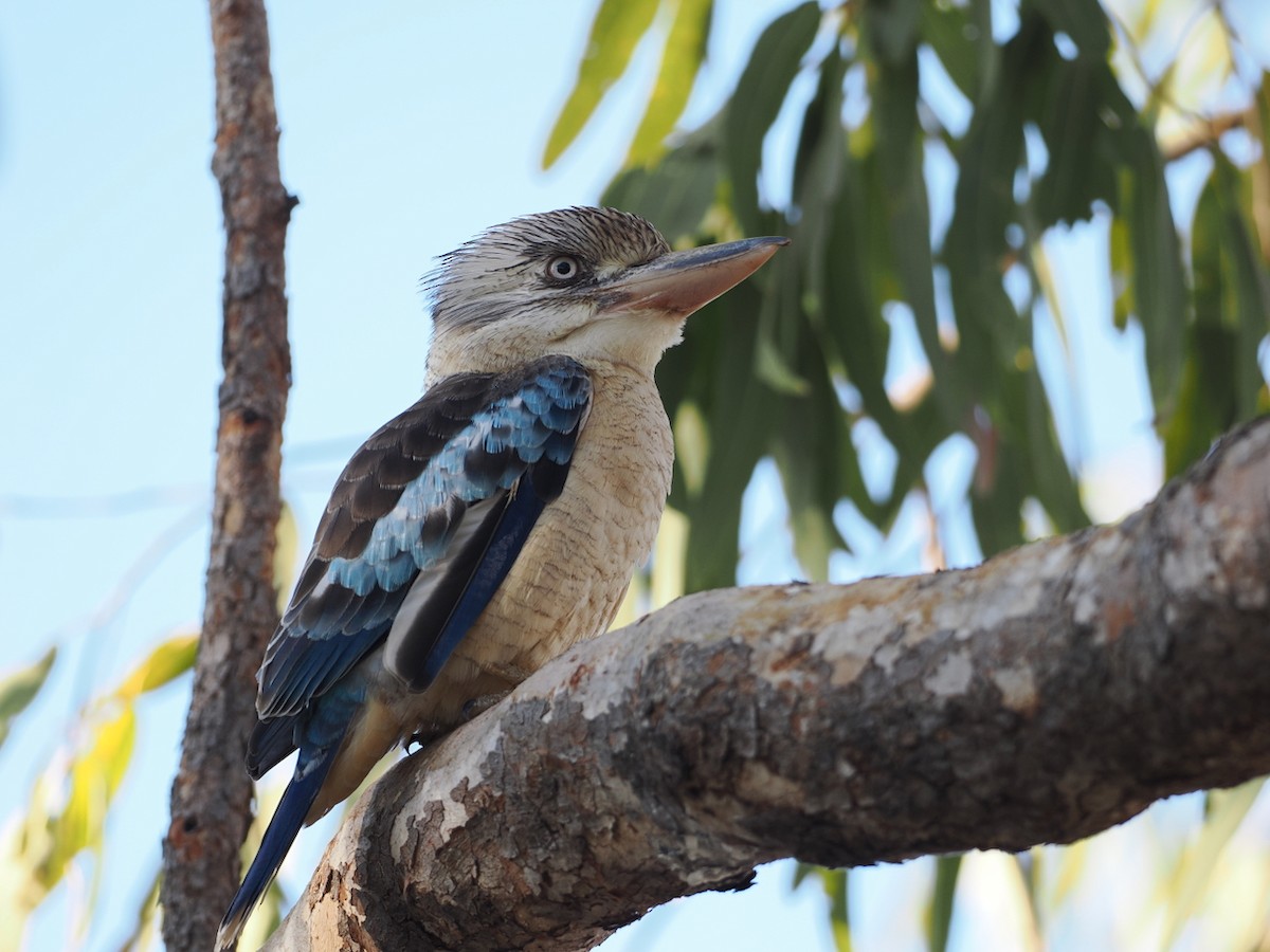 Blue-winged Kookaburra - ML641833270