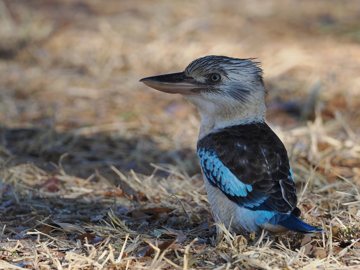 Blue-winged Kookaburra - ML641833271