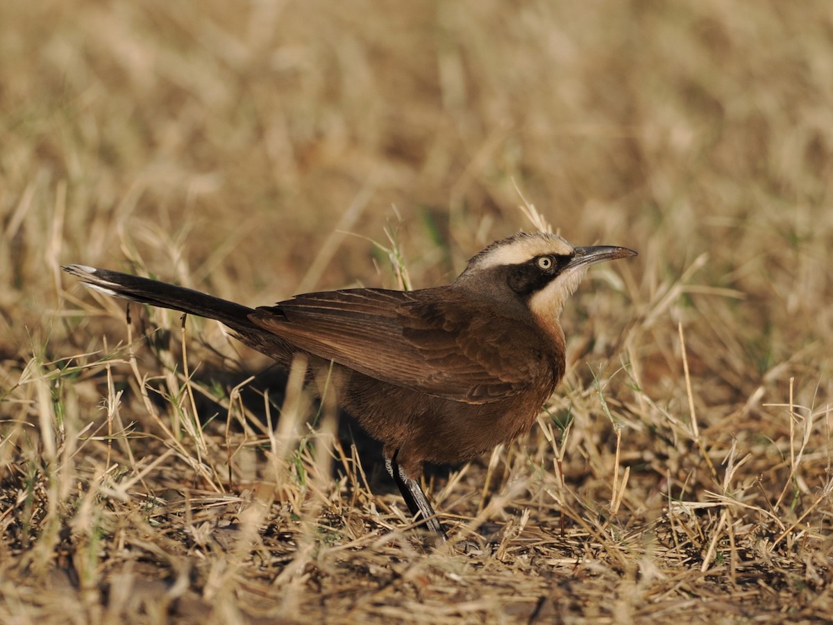 Gray-crowned Babbler - ML641833272