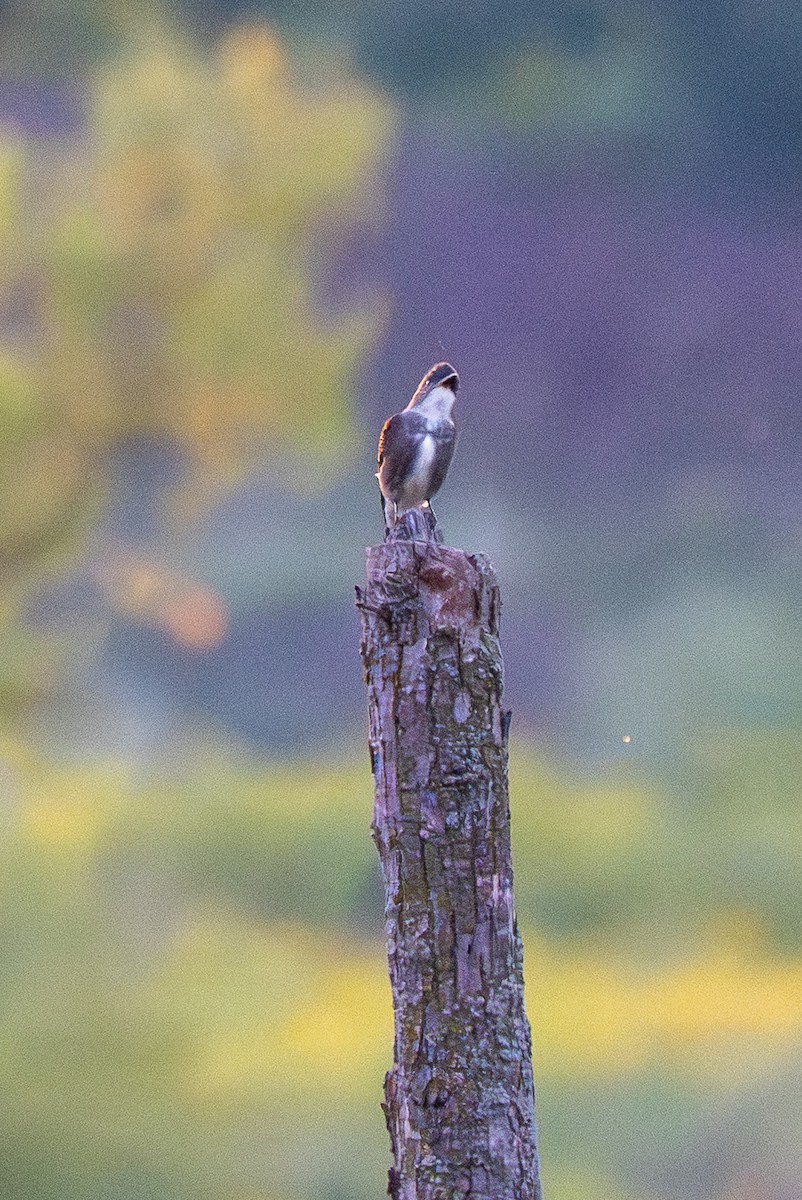 jakkepivi - ML641833282