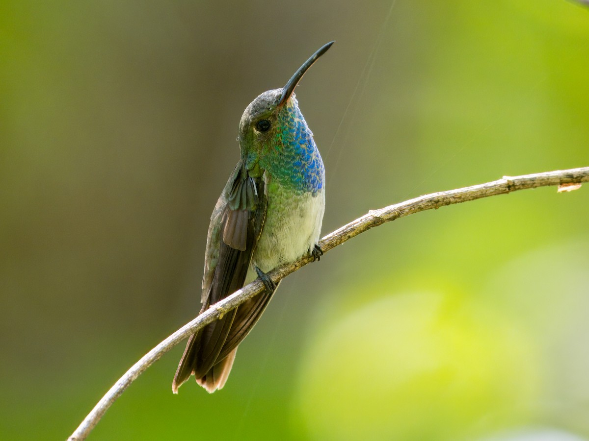 Honduran Emerald - ML641833287