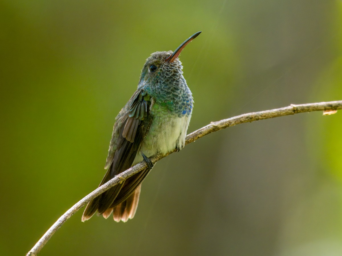 Honduran Emerald - ML641833288