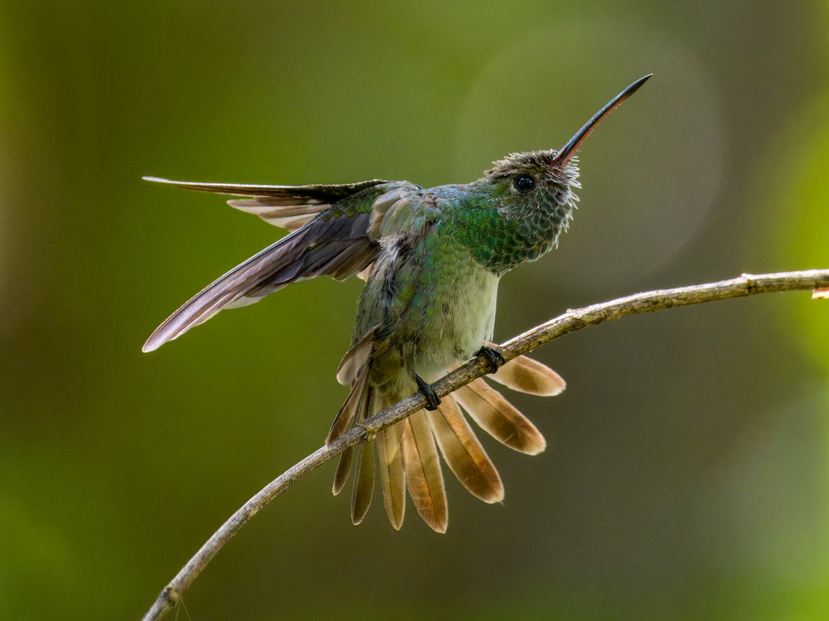 Honduran Emerald - ML641833289