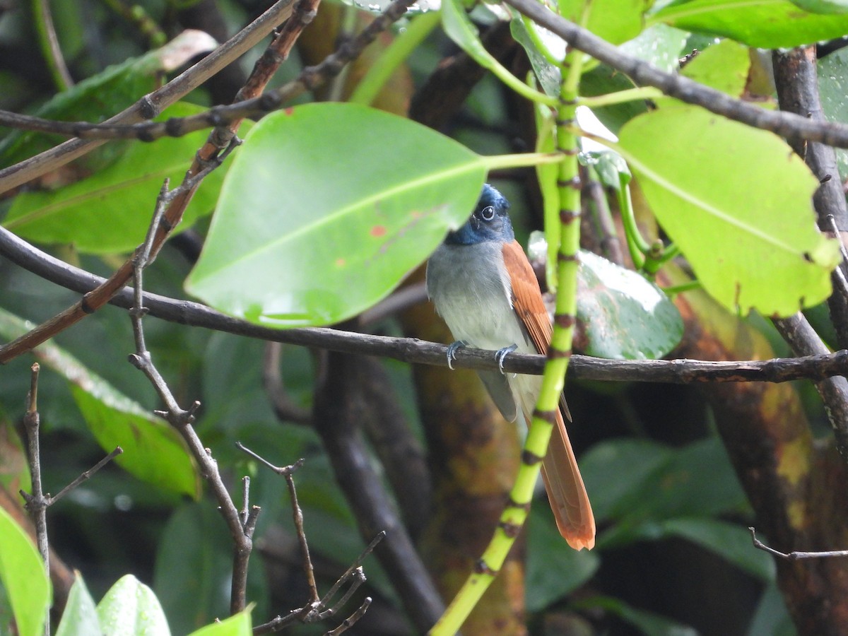 Amur Paradise-Flycatcher - ML641833339