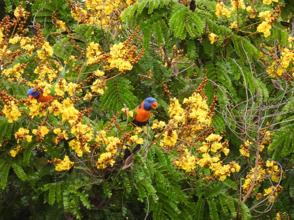 Red-collared Lorikeet - ML641833358