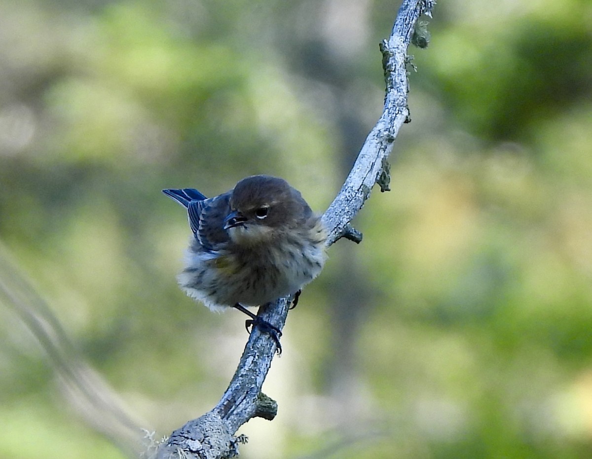 Yellow-rumped Warbler (Myrtle) - ML641833376