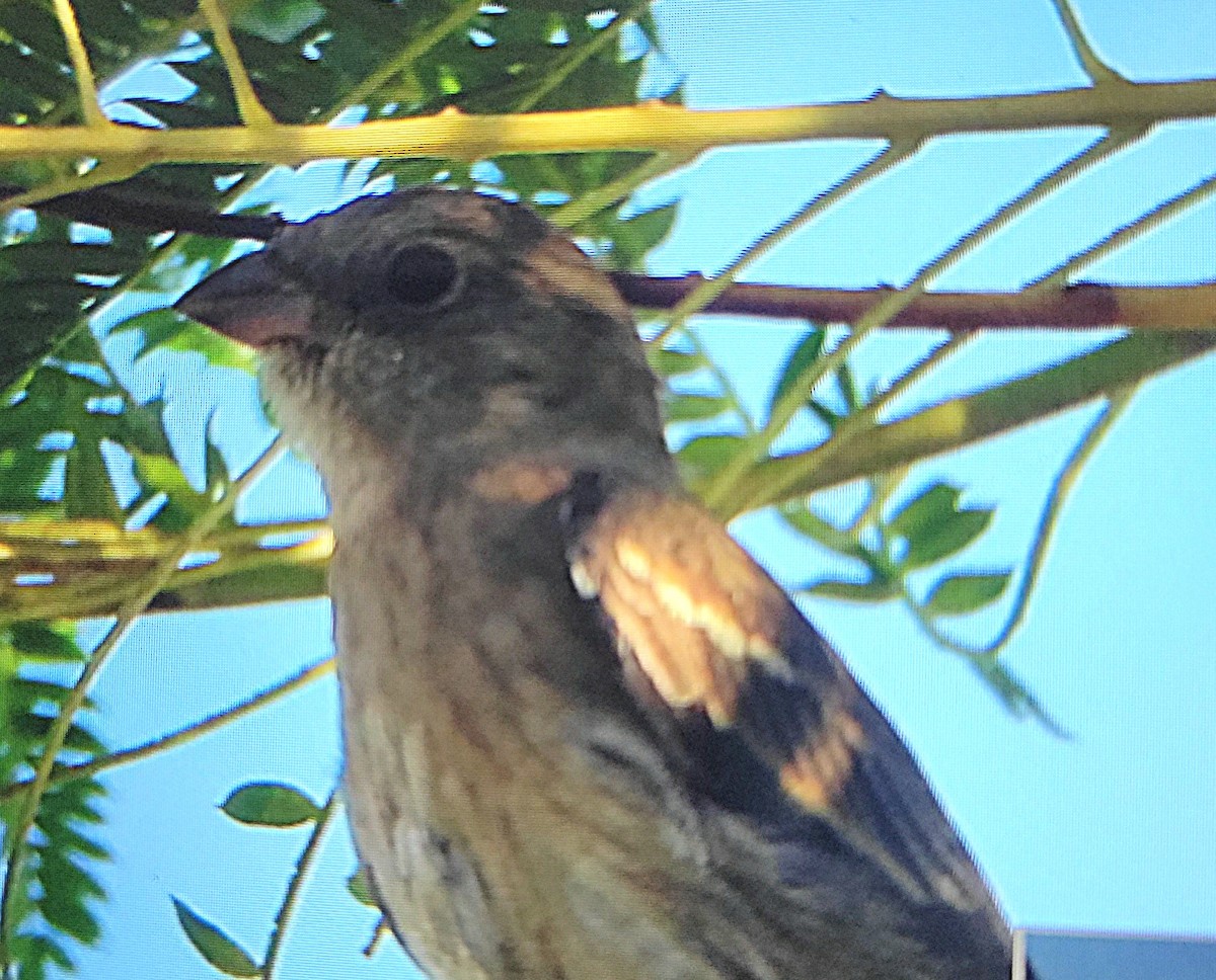 Lazuli Bunting - ML641833391