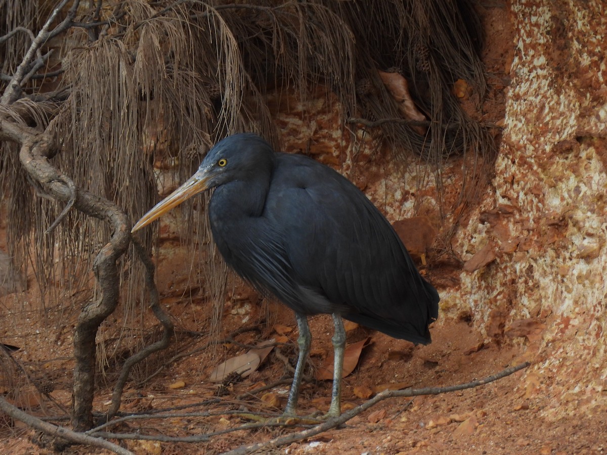 Pacific Reef-Heron - ML641833418