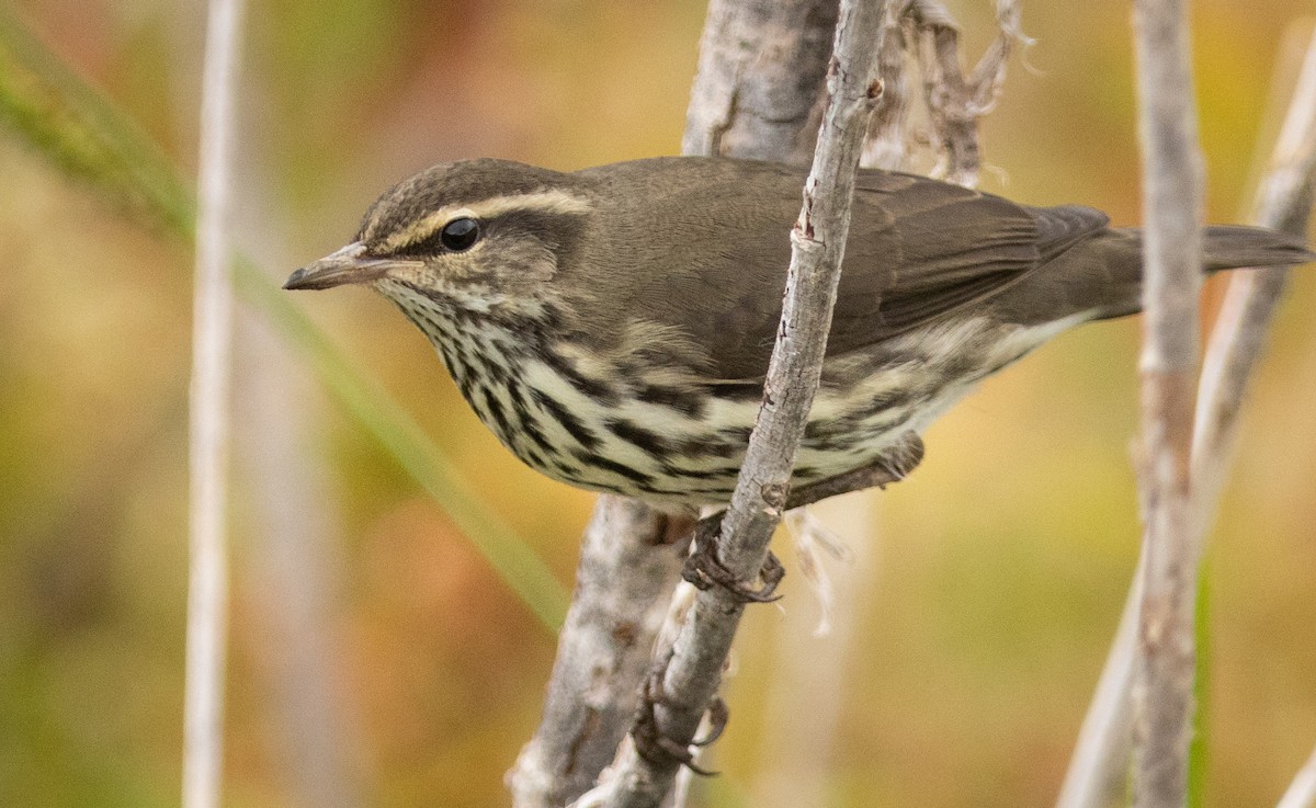 Northern Waterthrush - ML641833436