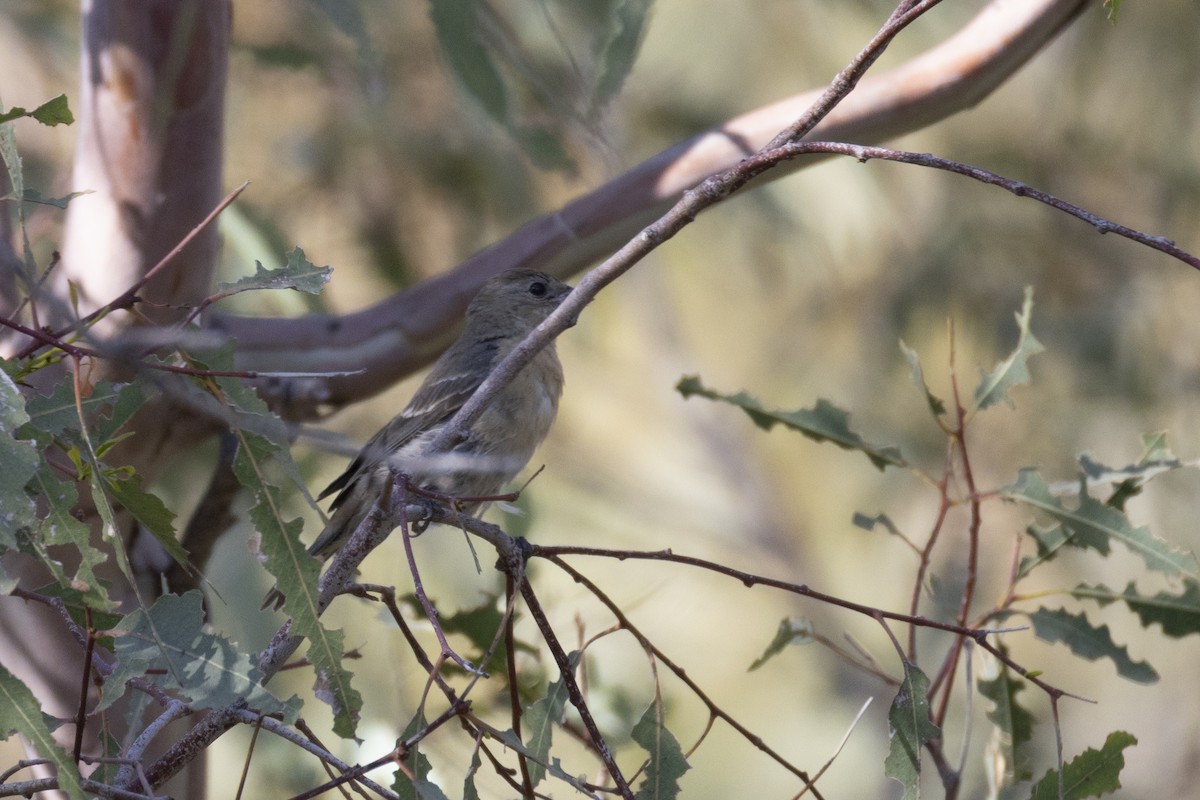 Lazuli Bunting - ML641833469
