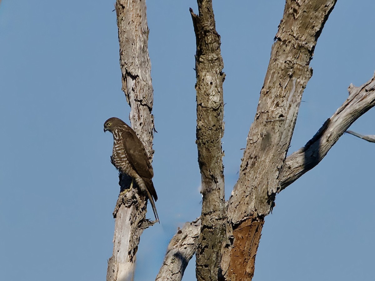 Collared Sparrowhawk - ML641833477