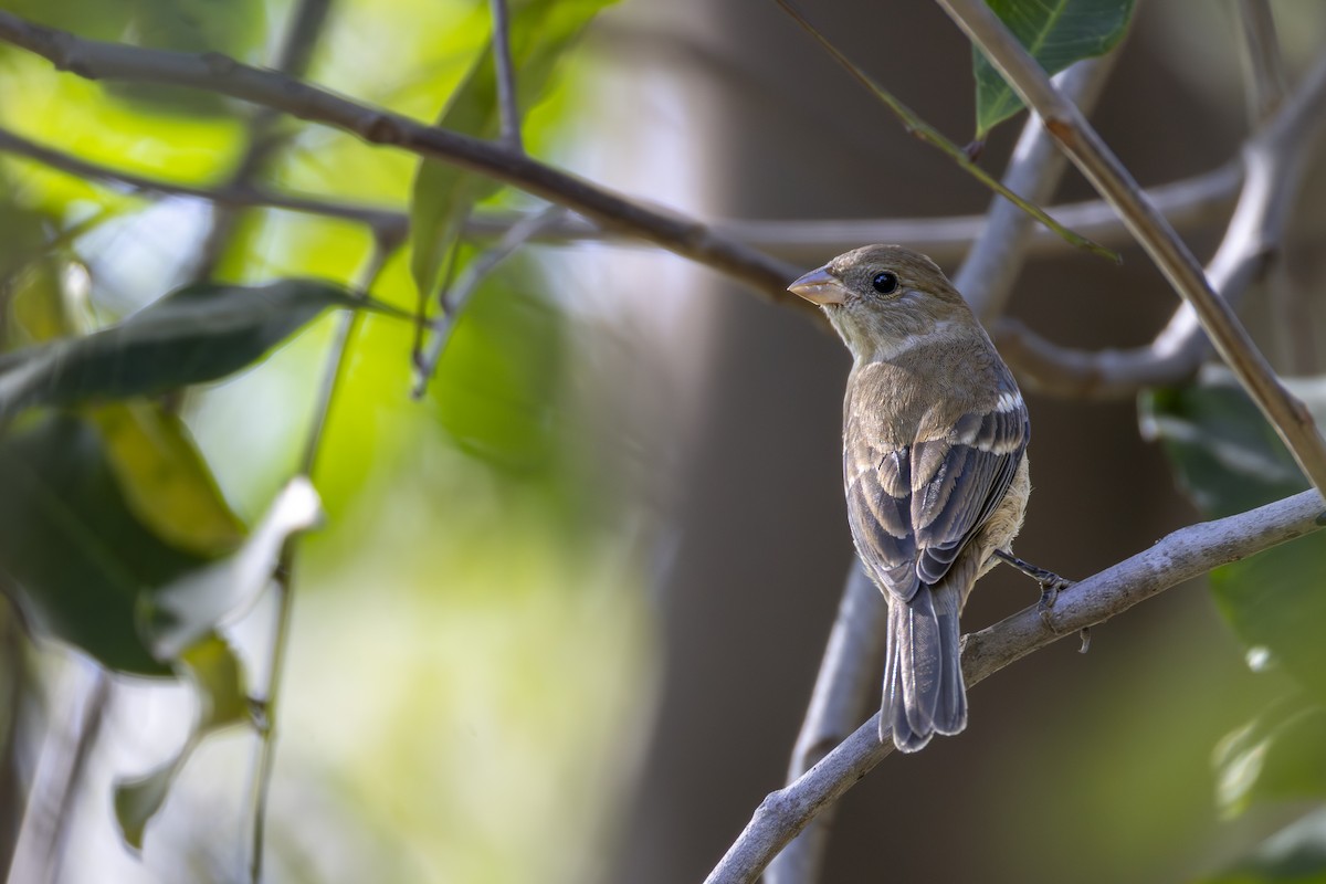 Lazuli Bunting - ML641833478