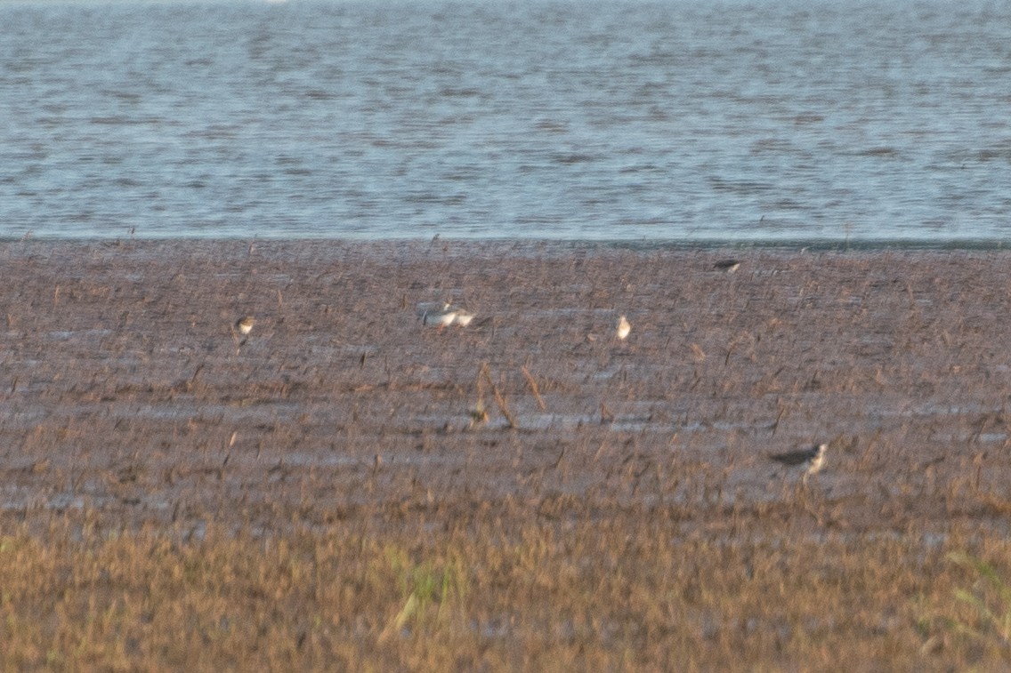 Piping Plover - ML641833511