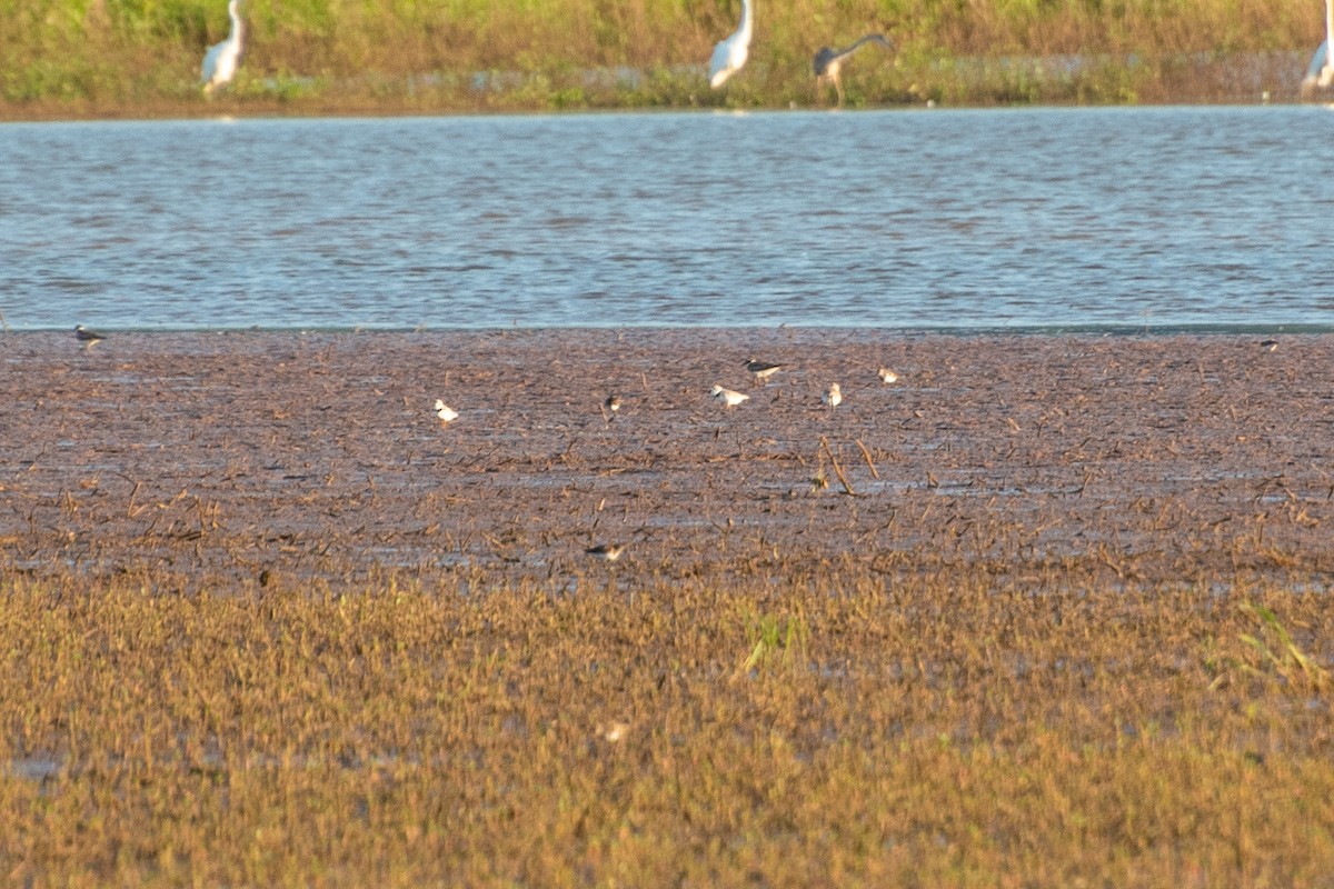 Piping Plover - ML641833512