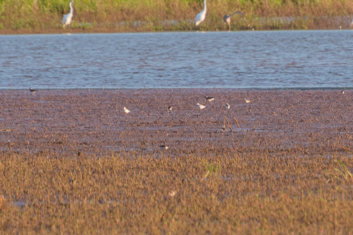 Piping Plover - ML641833513
