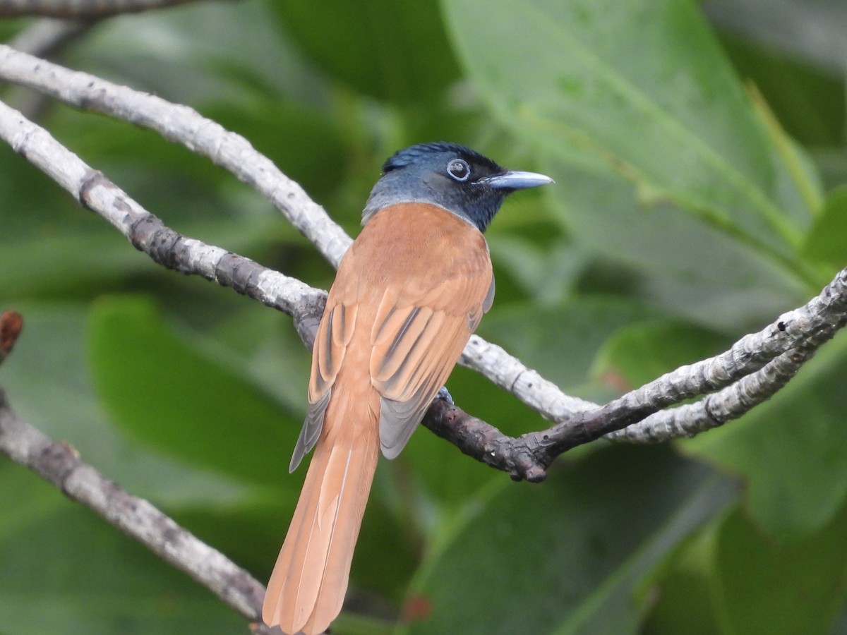 Amur Paradise-Flycatcher - ML641833514