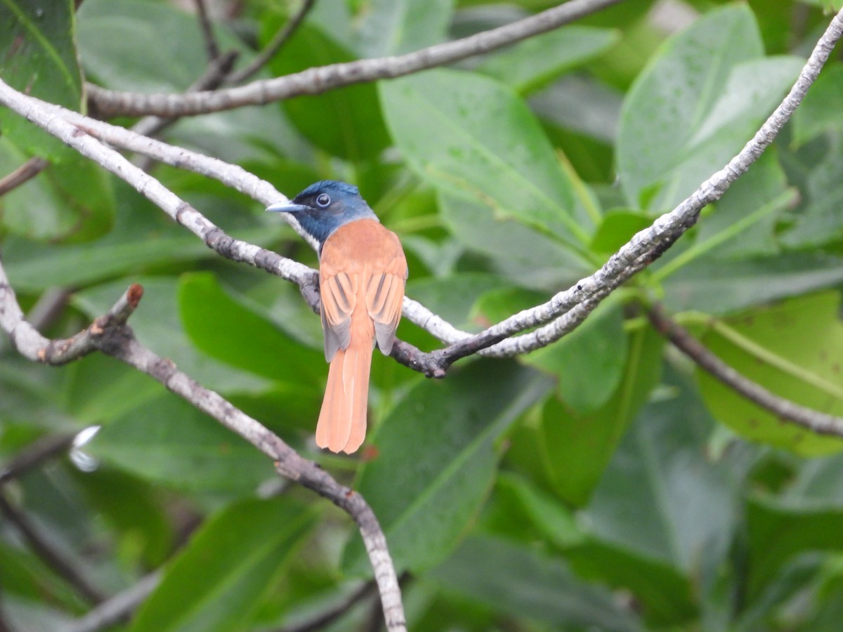 Amur Paradise-Flycatcher - ML641833515