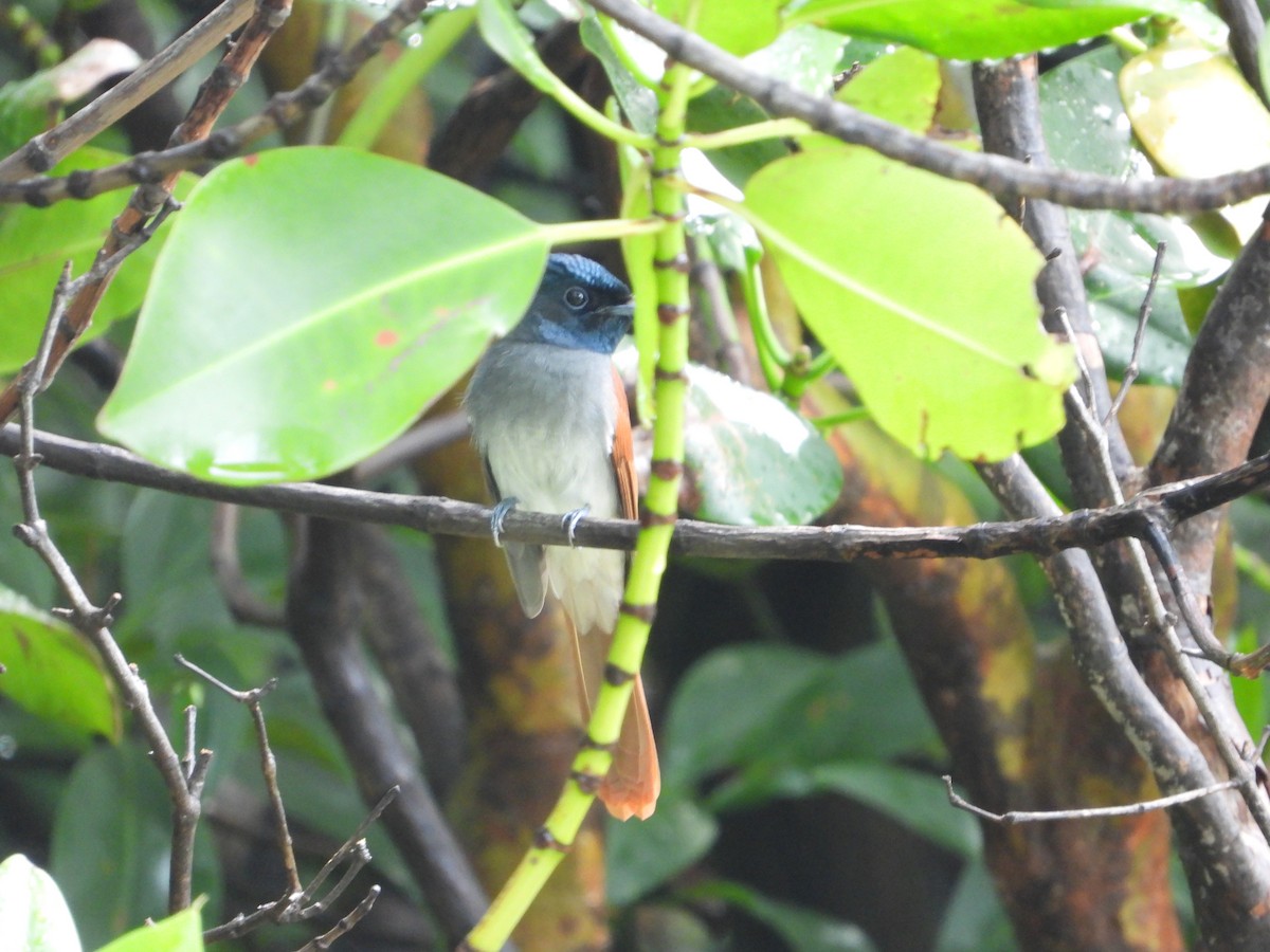 Amur Paradise-Flycatcher - ML641833516