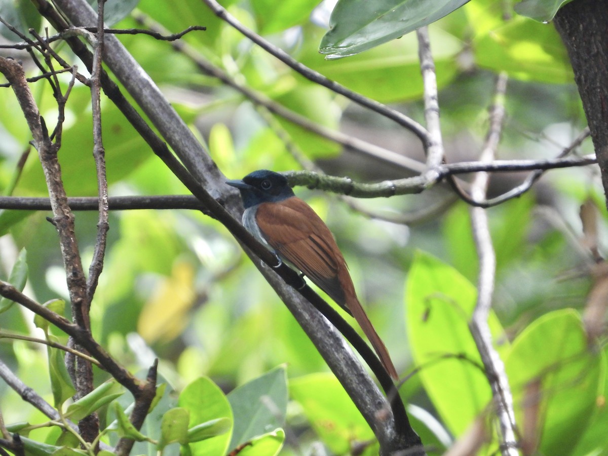 Amur Paradise-Flycatcher - ML641833517