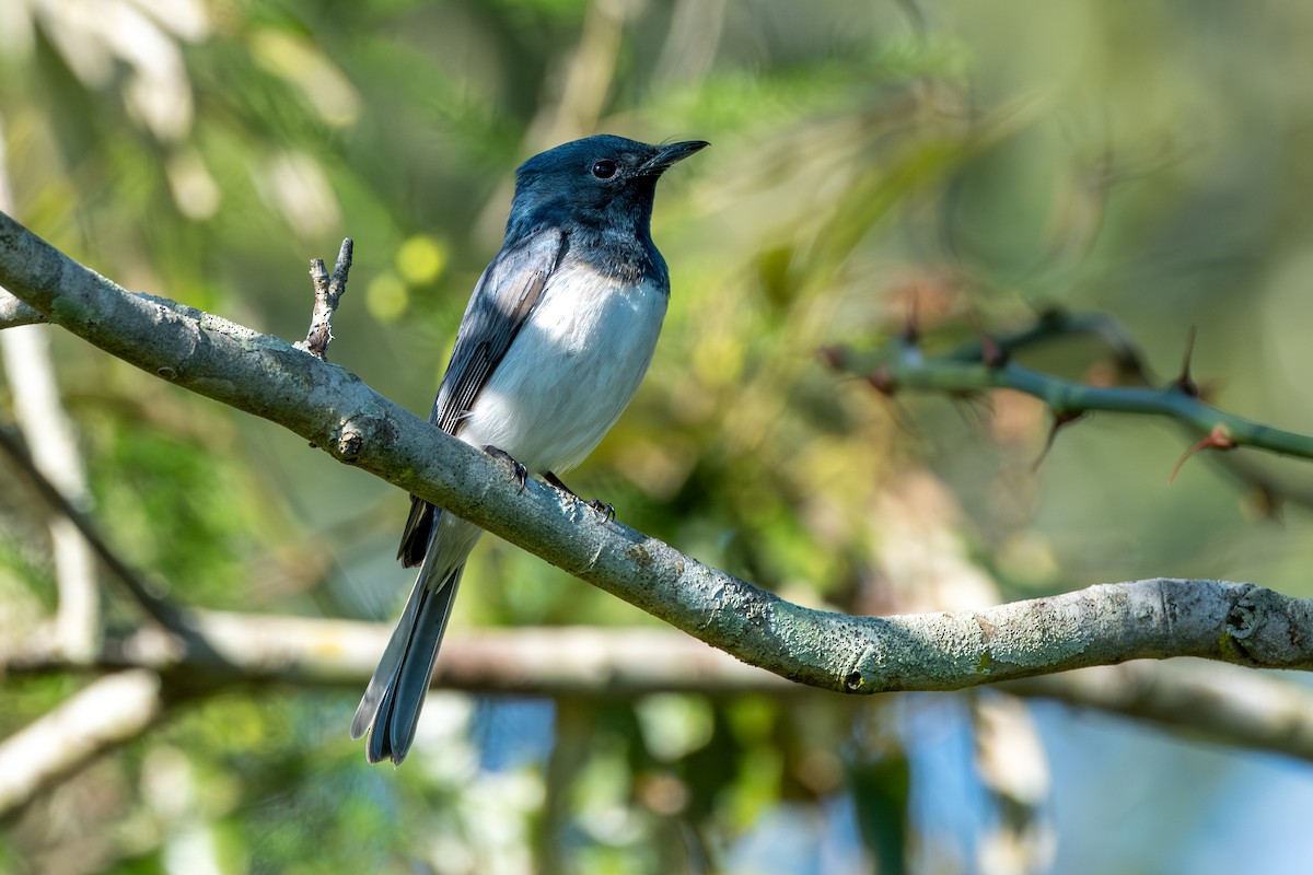 Leaden Flycatcher - ML641833518