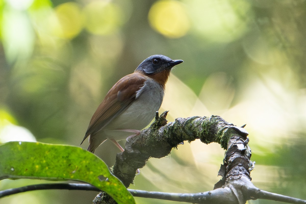 Red-throated Alethe - ML641833525