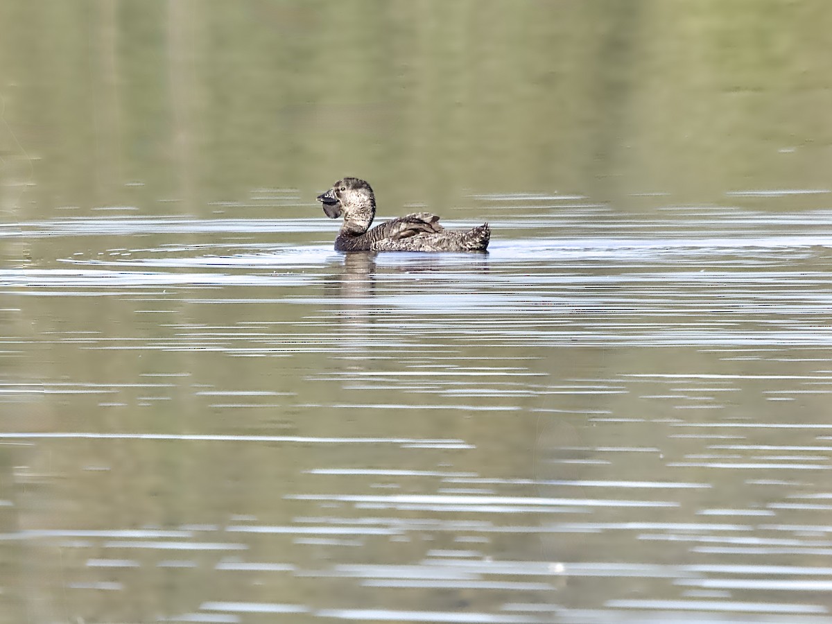 Musk Duck - ML641833530