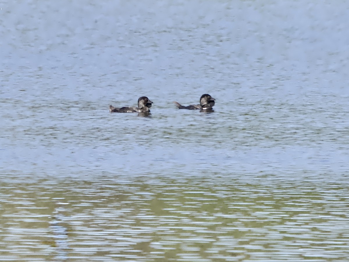 Musk Duck - ML641833531