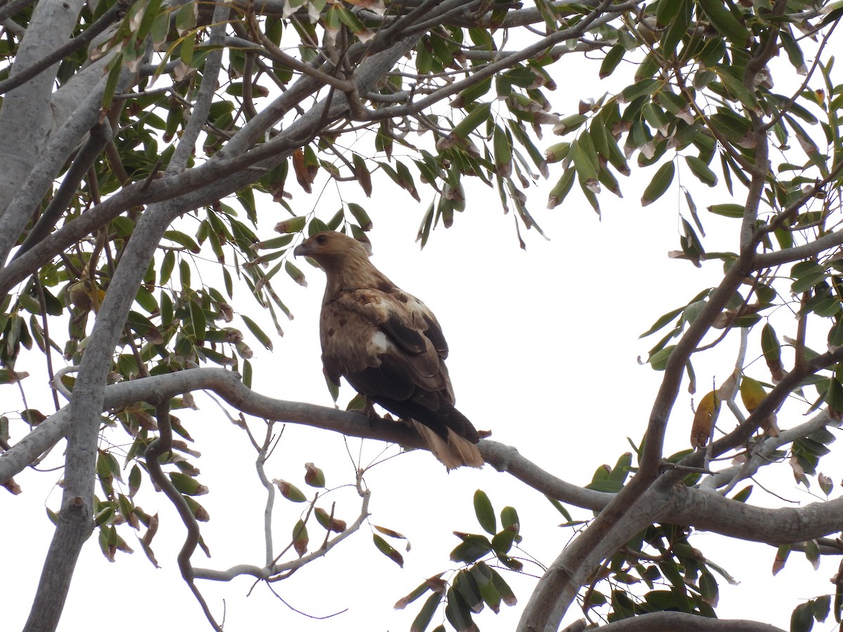 Whistling Kite - ML641833533