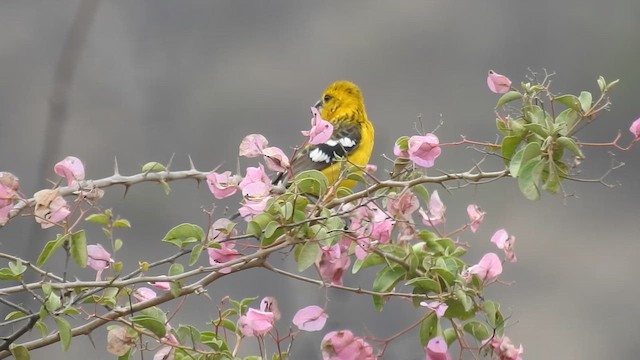 Golden Grosbeak - ML641833537