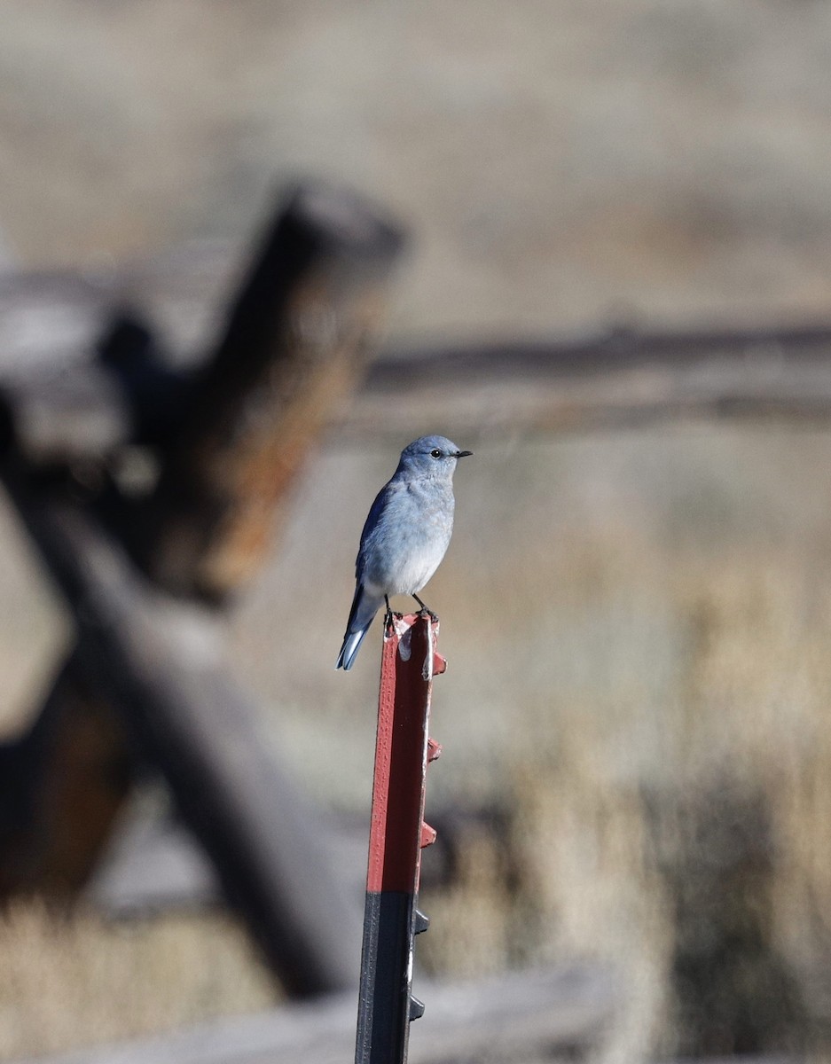 Mountain Bluebird - ML641833553